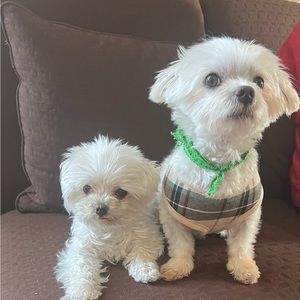 Meet your Posher, Isabel